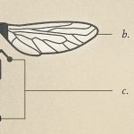 Diagram of a robot insect