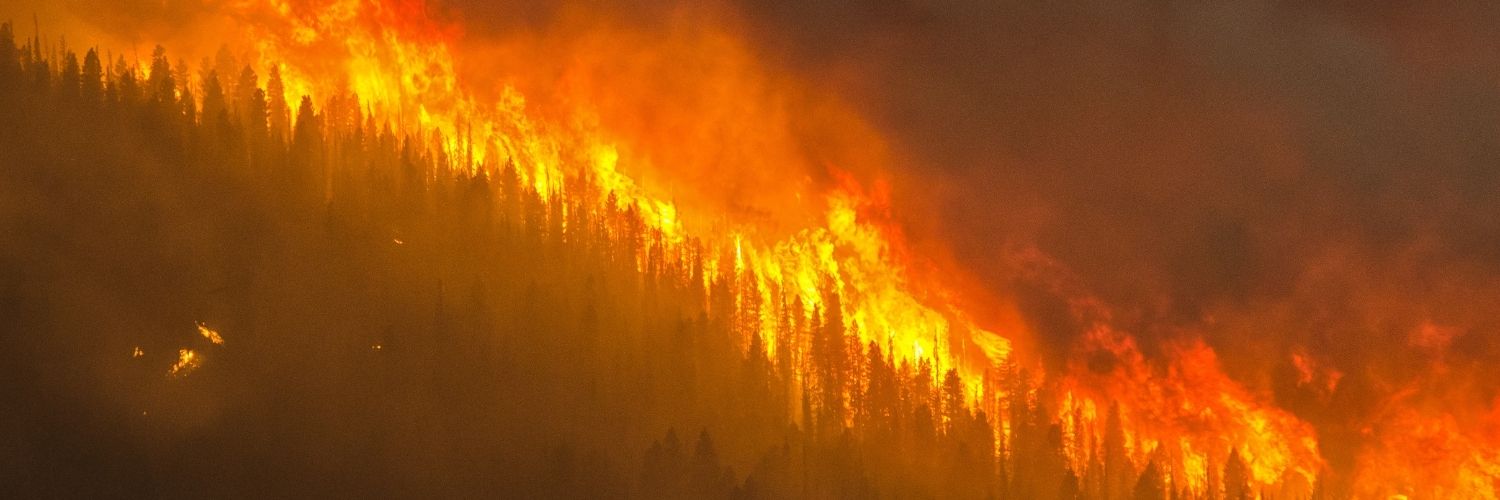 Picture Of A Forest On Fire