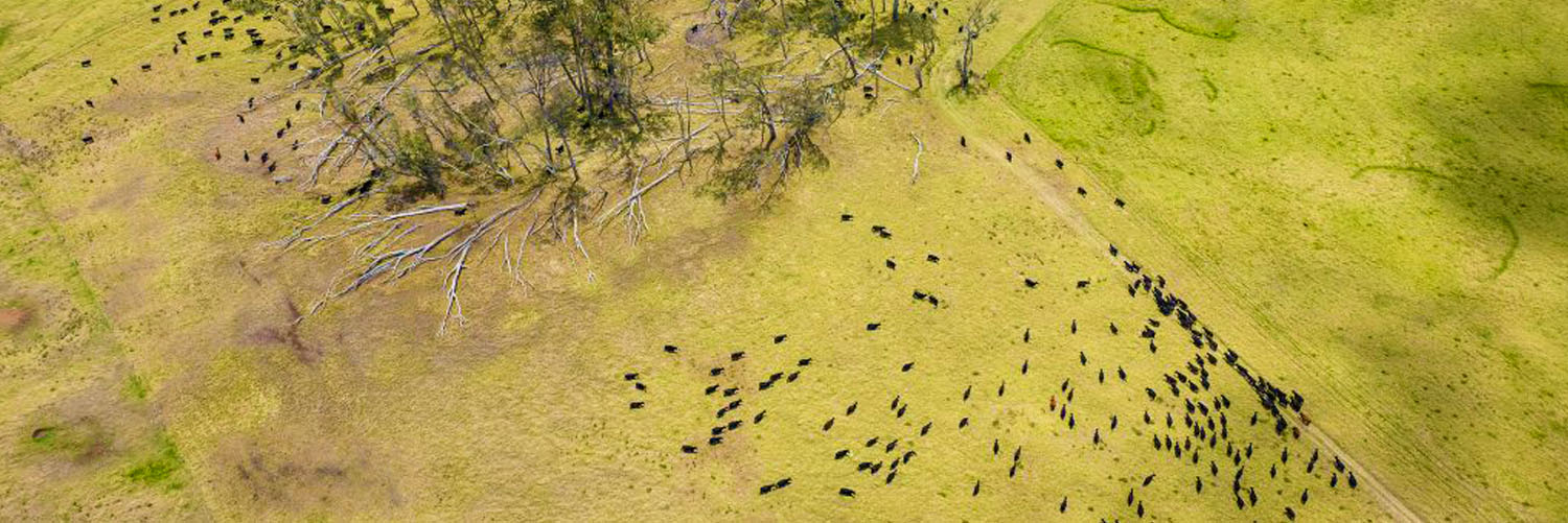 Aerial view of cattle in Waimea