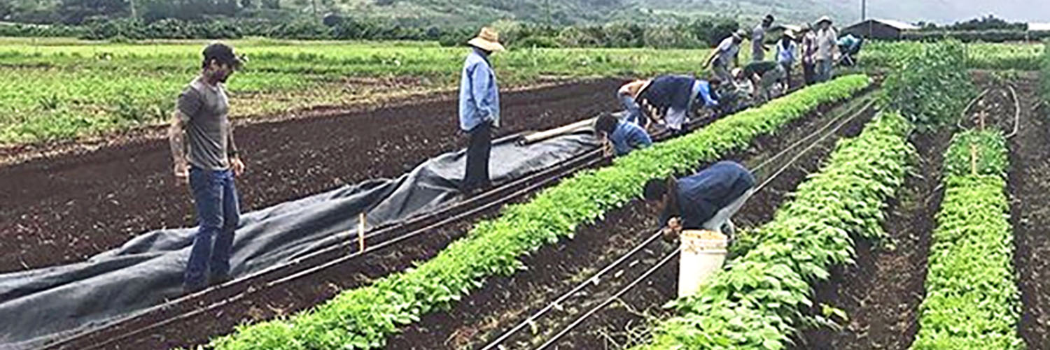 Laborers Working A Field With Vegetables